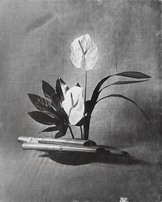 Anthurium