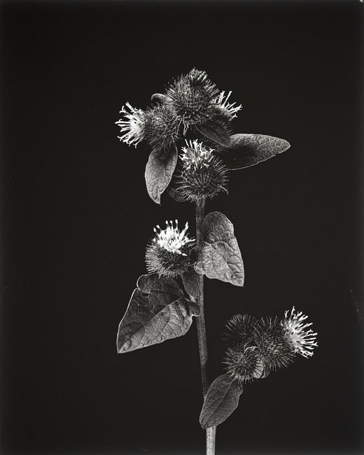 Burdock