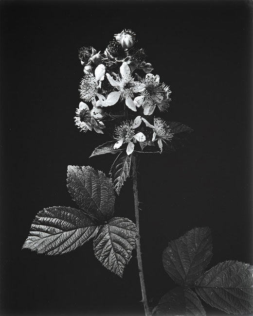Dewberry
