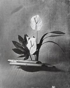 Anthurium
