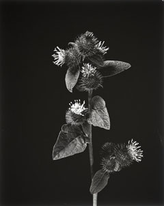 Burdock