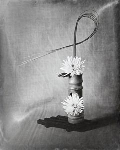Chrysanthemum