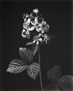 Dewberry