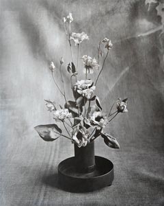 Eustoma