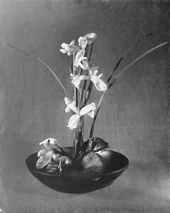 Iris
