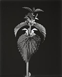 White Deadnettle